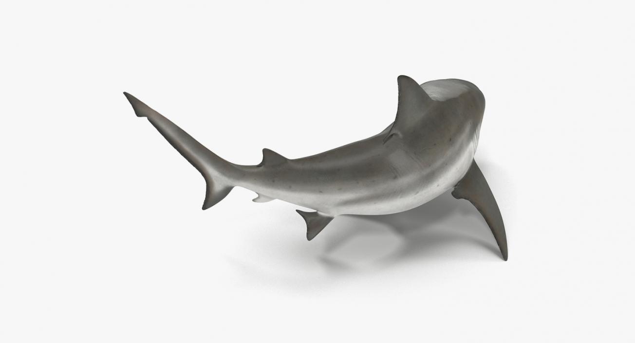 3D Rigged Sharks Big Collection model