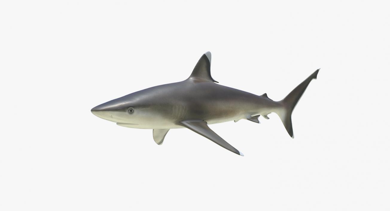 3D Rigged Sharks Big Collection model