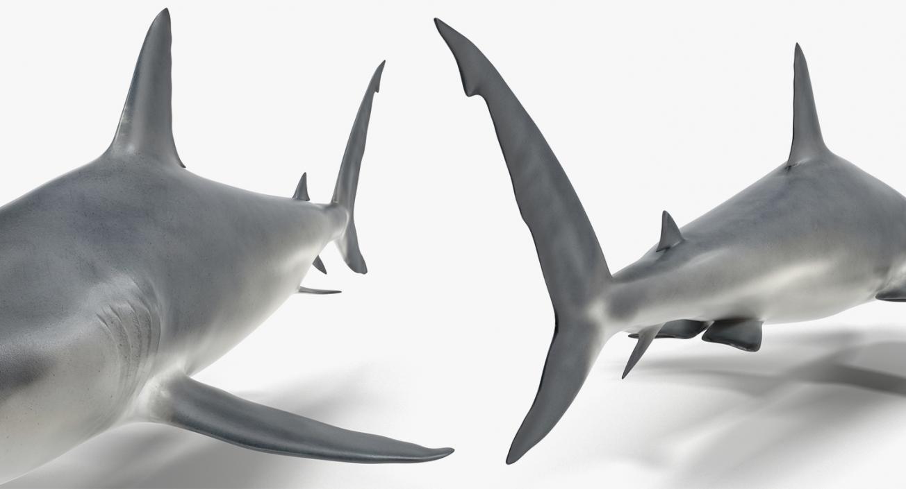 3D Rigged Sharks Big Collection model