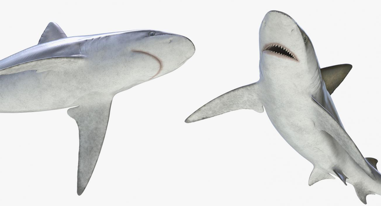 3D Rigged Sharks Big Collection model