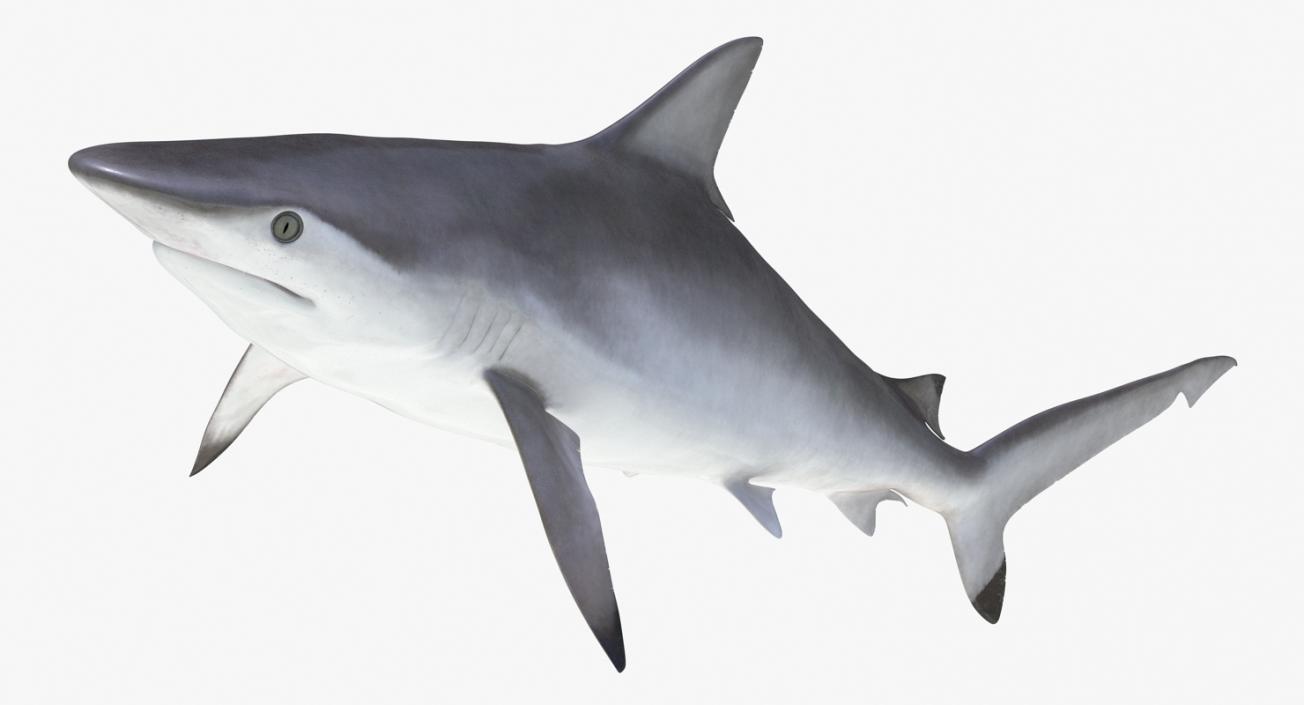 3D Rigged Sharks Big Collection model