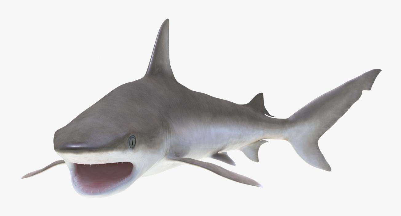 3D Rigged Sharks Big Collection model