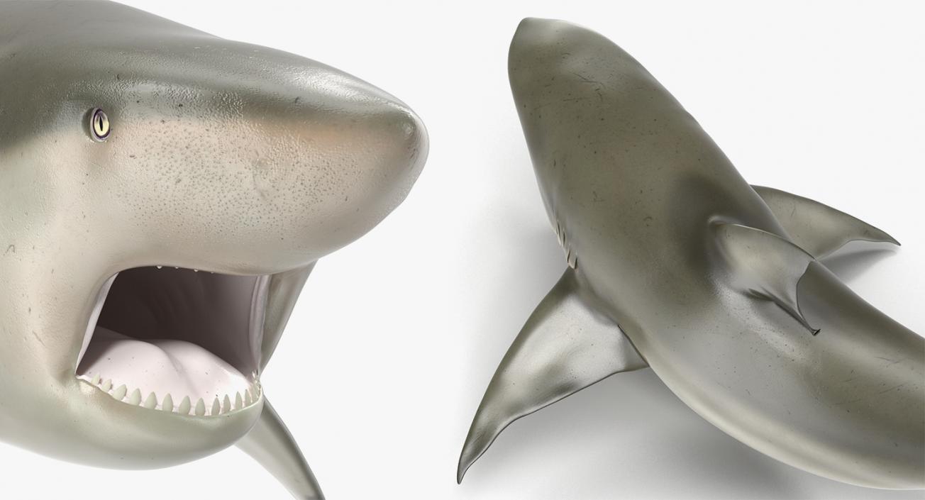 3D Rigged Sharks Big Collection model