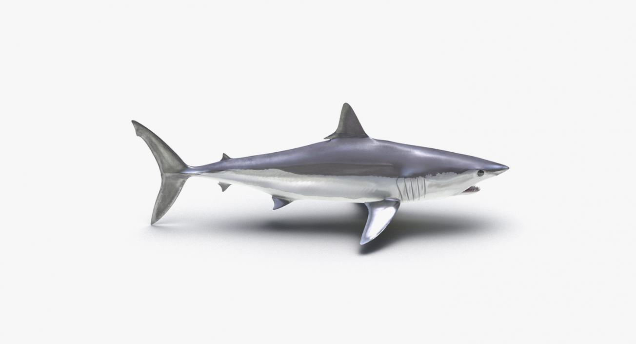 3D Rigged Sharks Big Collection model