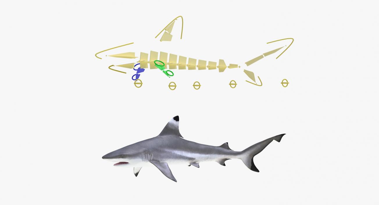 3D Rigged Sharks Big Collection model