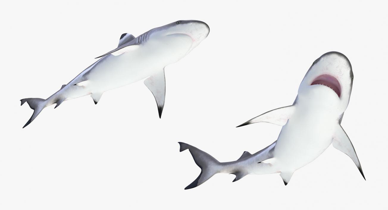 3D Rigged Sharks Big Collection model