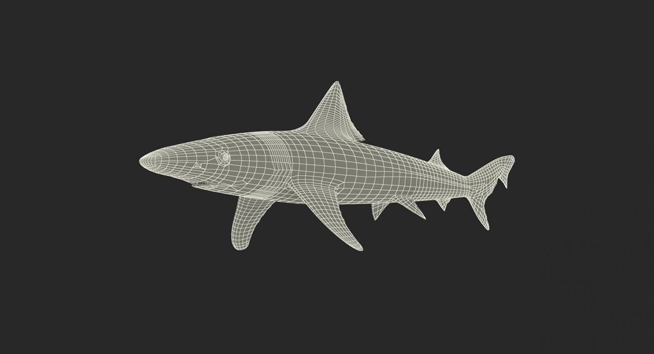 3D Rigged Sharks Big Collection model