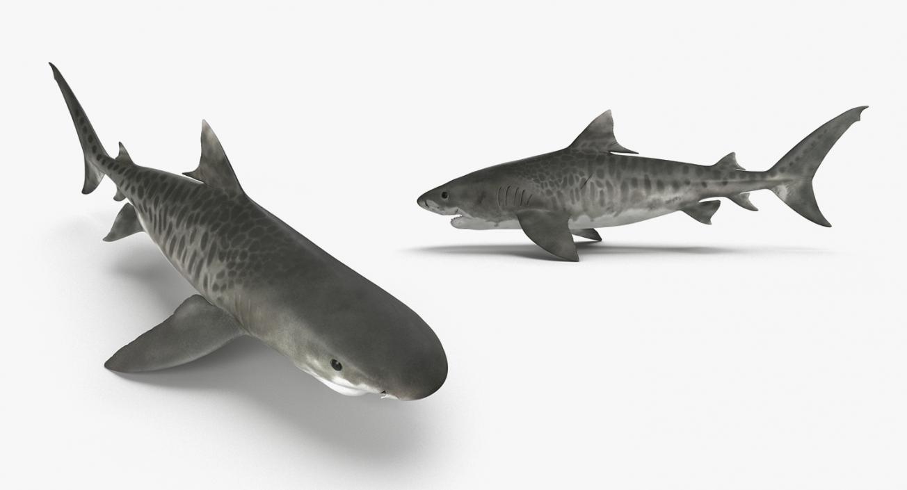 3D Rigged Sharks Big Collection model