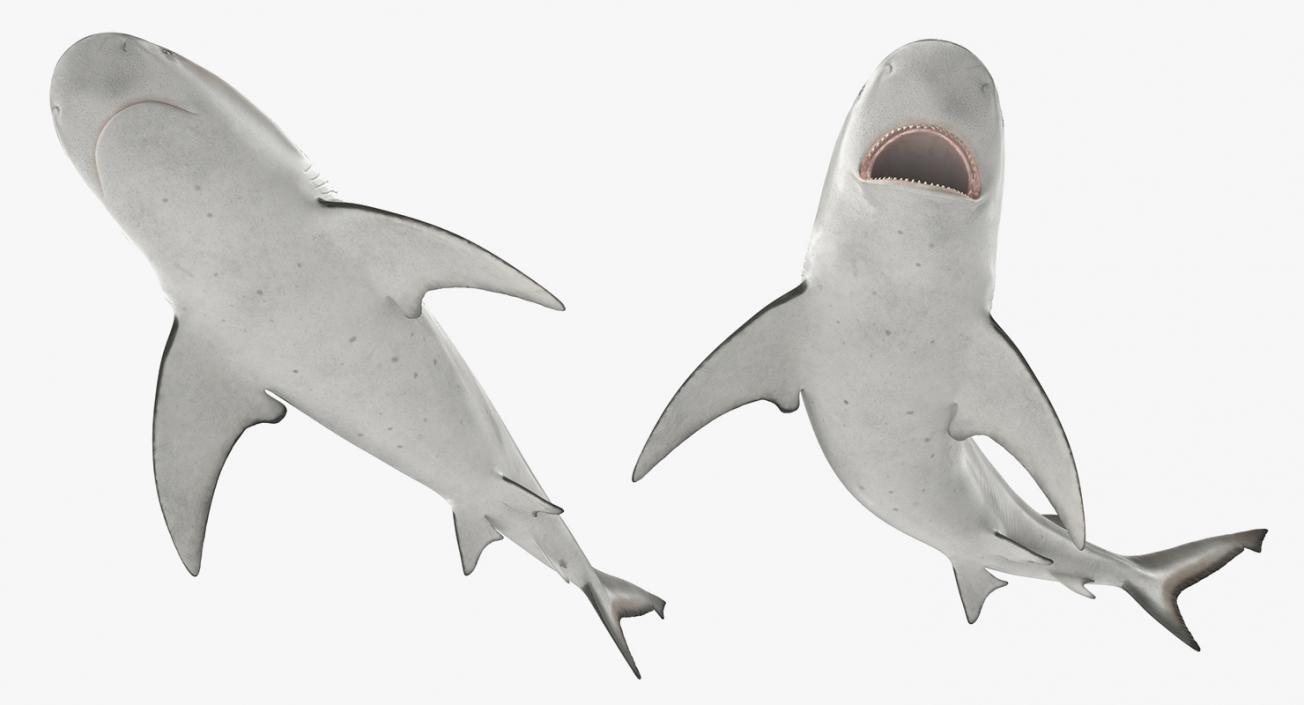 3D Rigged Sharks Big Collection model