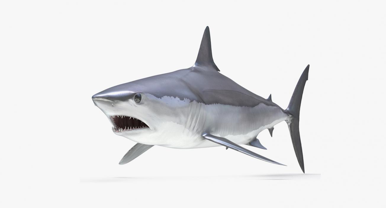 3D Rigged Sharks Big Collection model