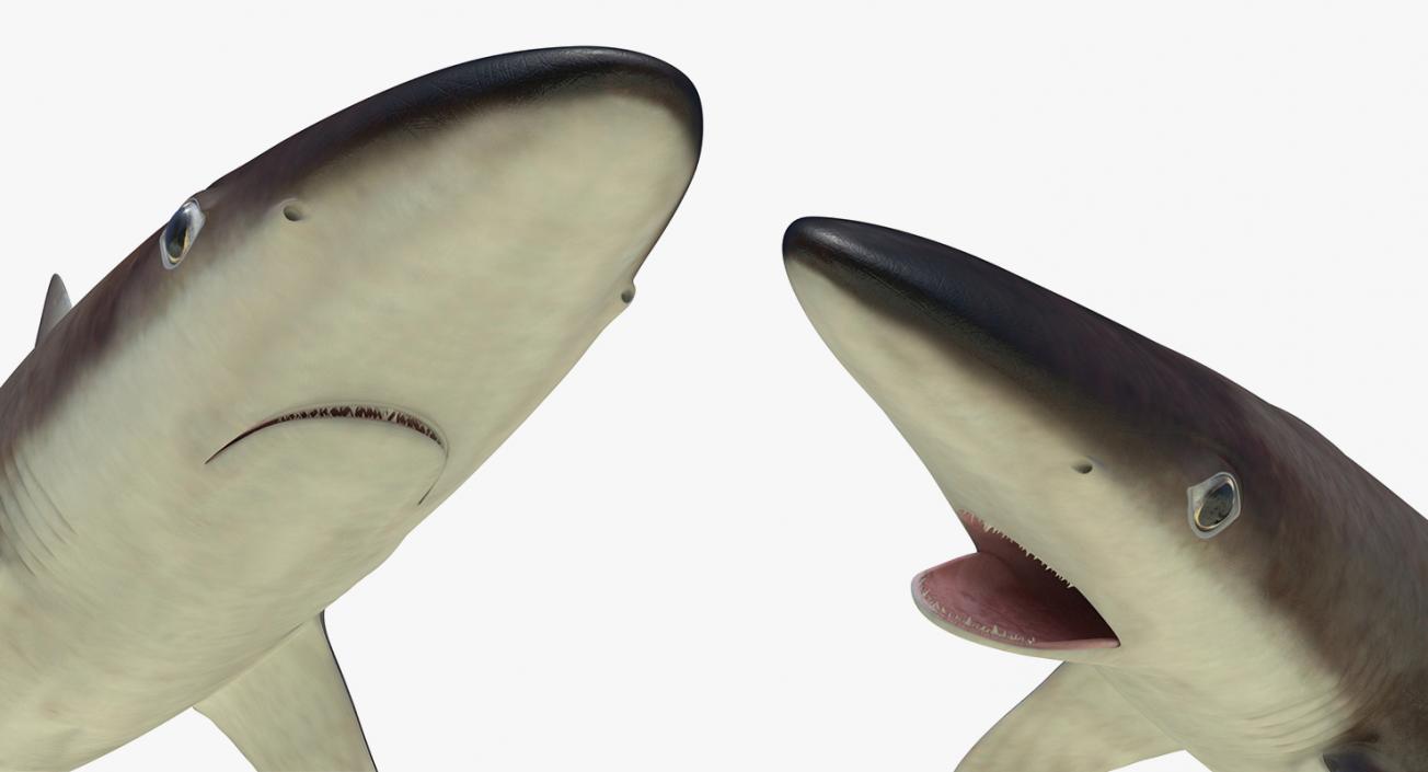 3D Rigged Sharks Big Collection model