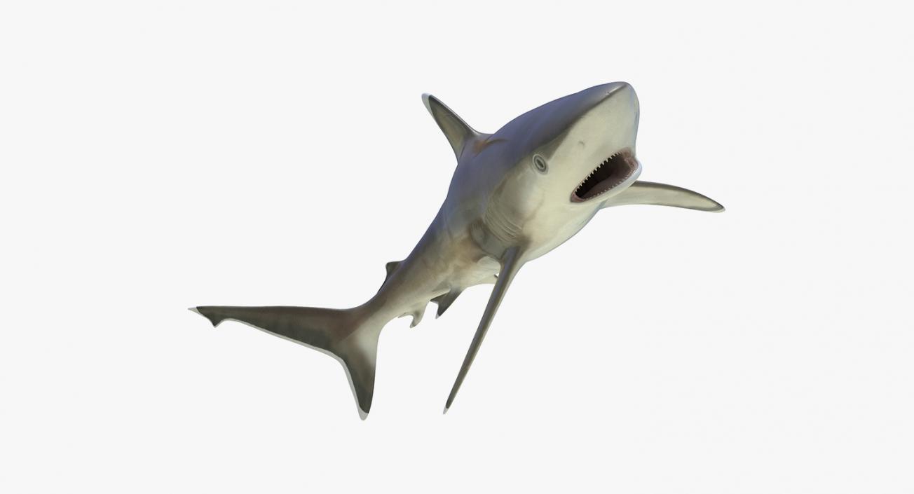 3D Rigged Sharks Big Collection model