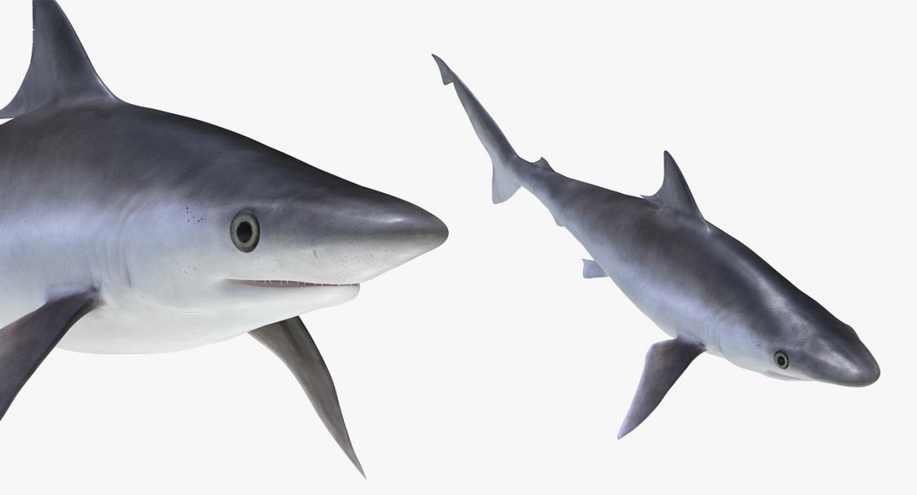 3D Rigged Sharks Big Collection model