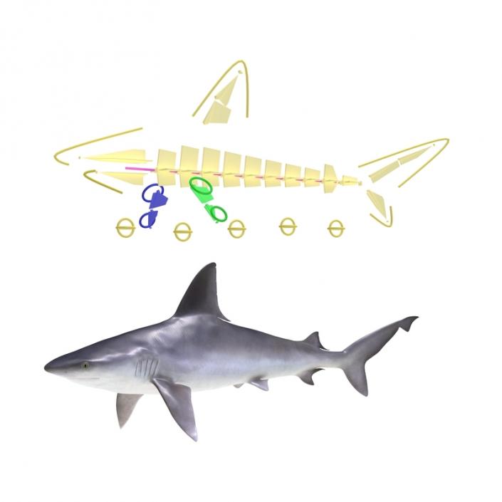 3D Rigged Sharks Big Collection model