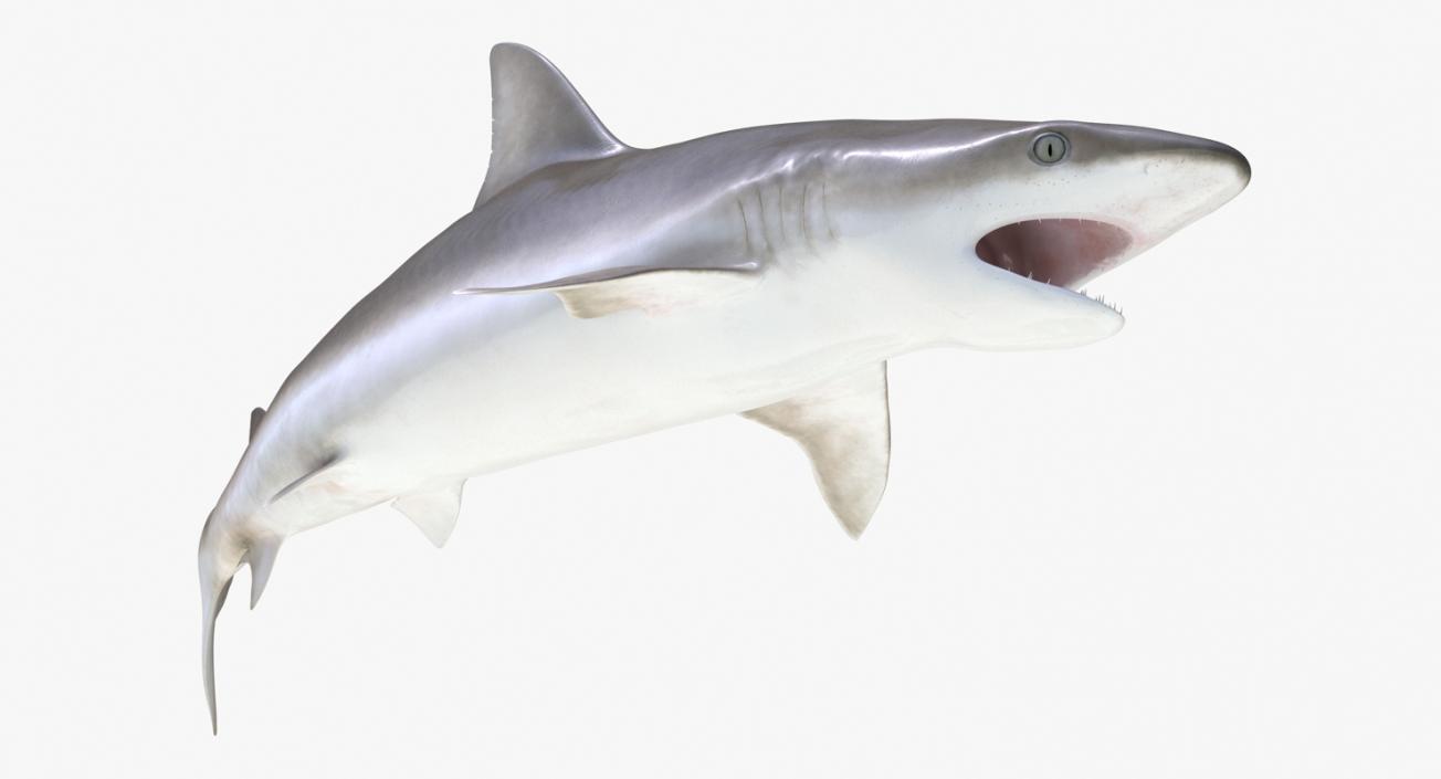 3D Rigged Sharks Big Collection model