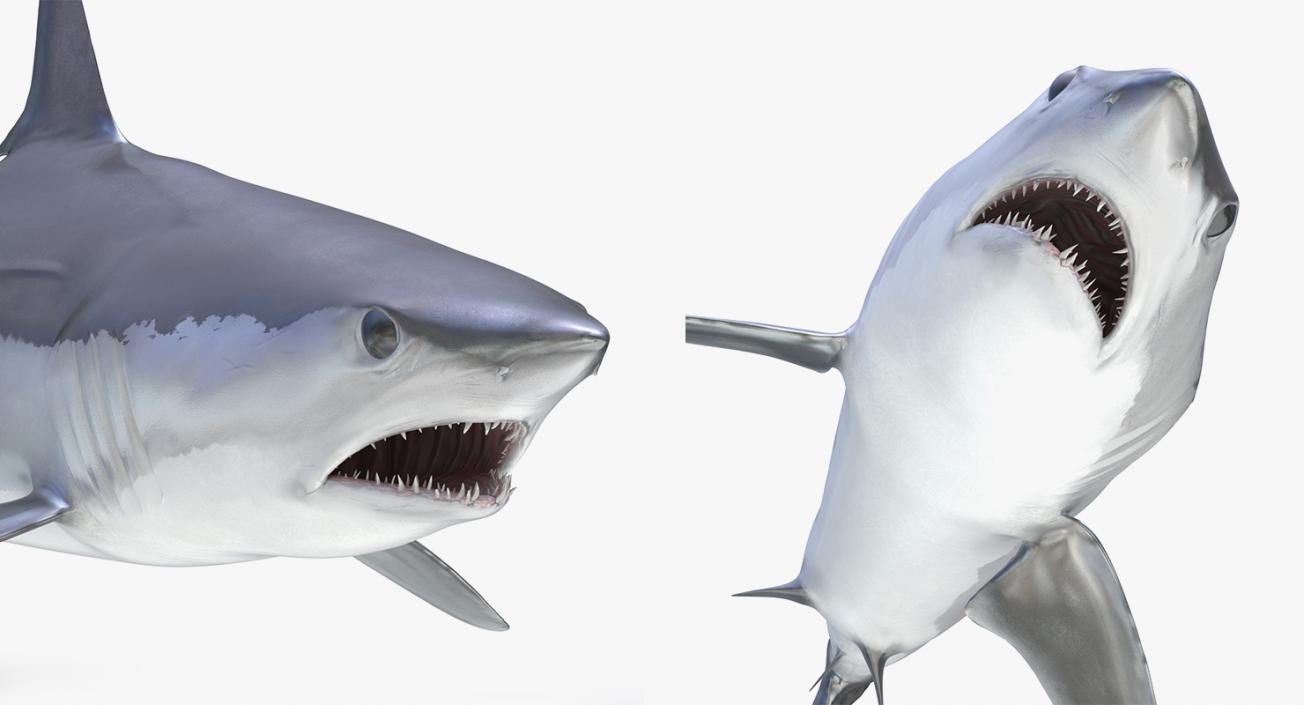 3D Rigged Sharks Big Collection model