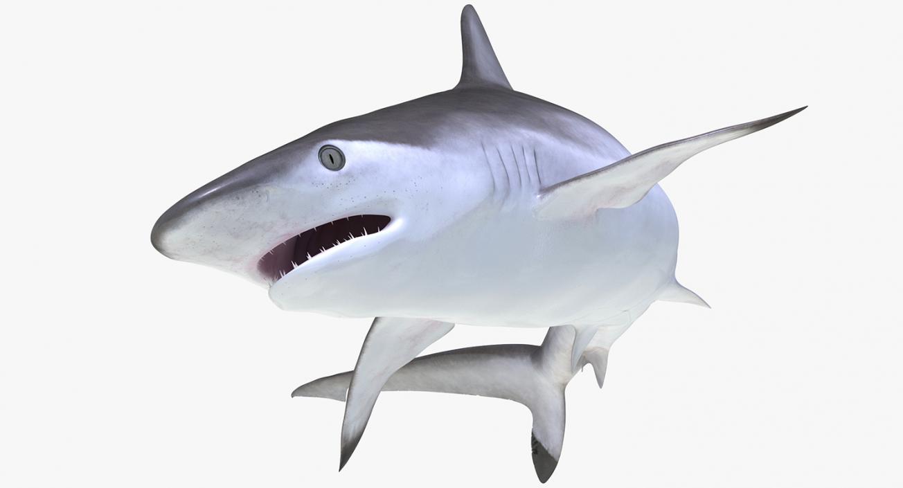 3D Rigged Sharks Big Collection model