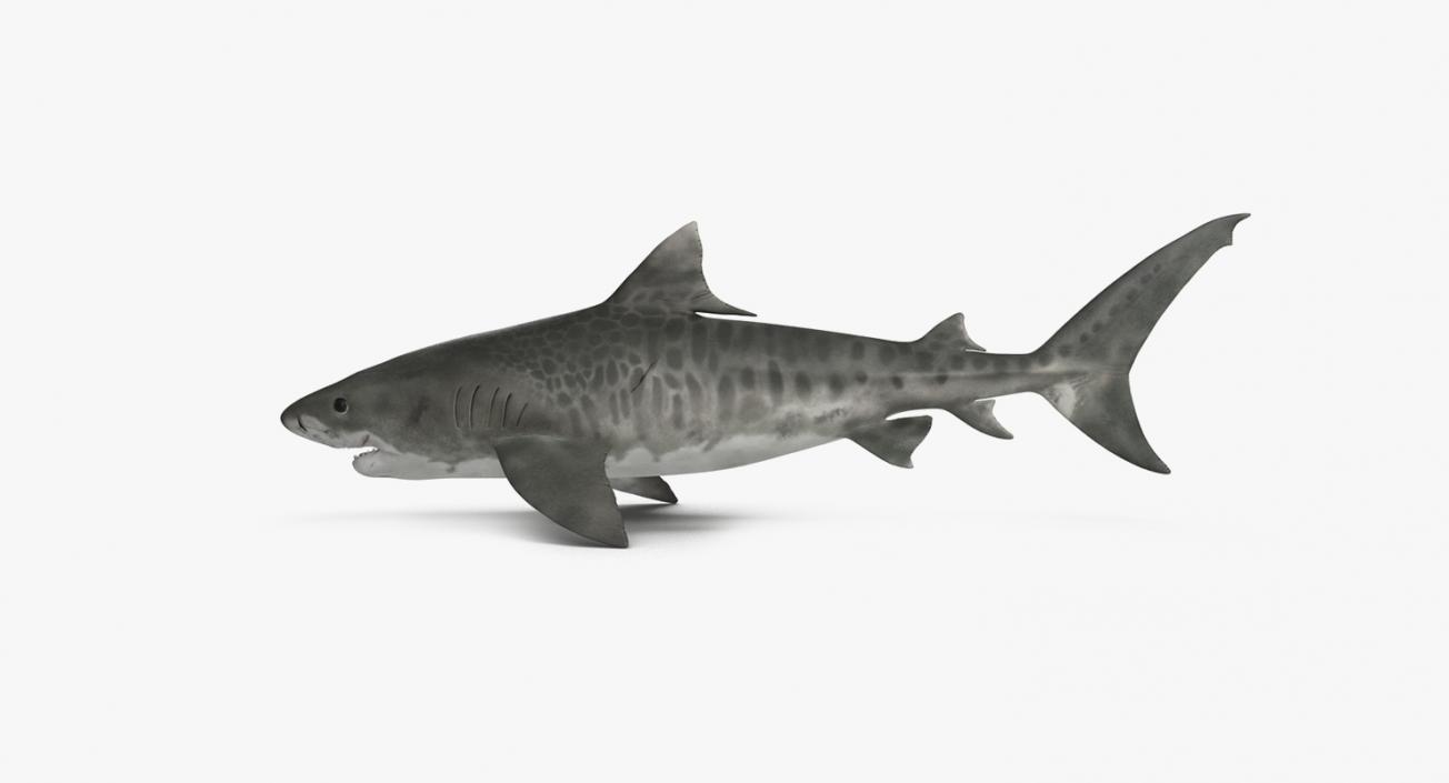 3D Rigged Sharks Big Collection model