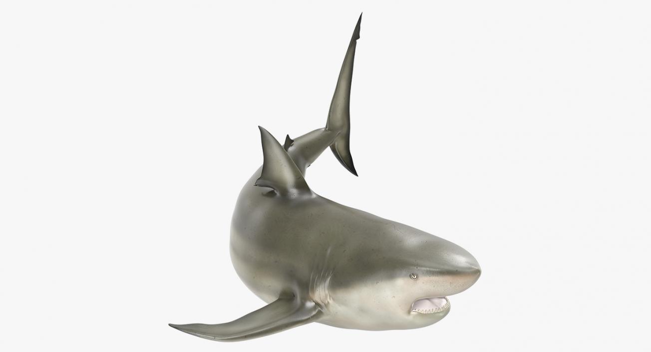 3D Rigged Sharks Big Collection model