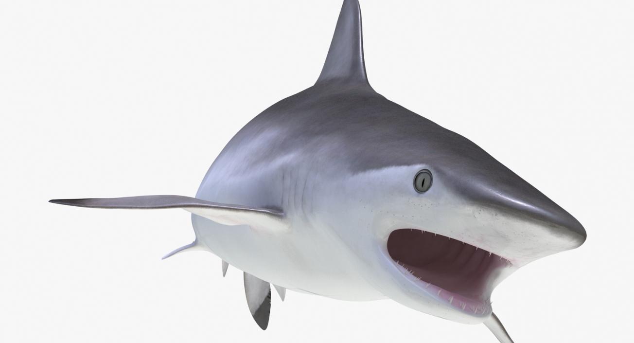 3D Rigged Sharks Big Collection model