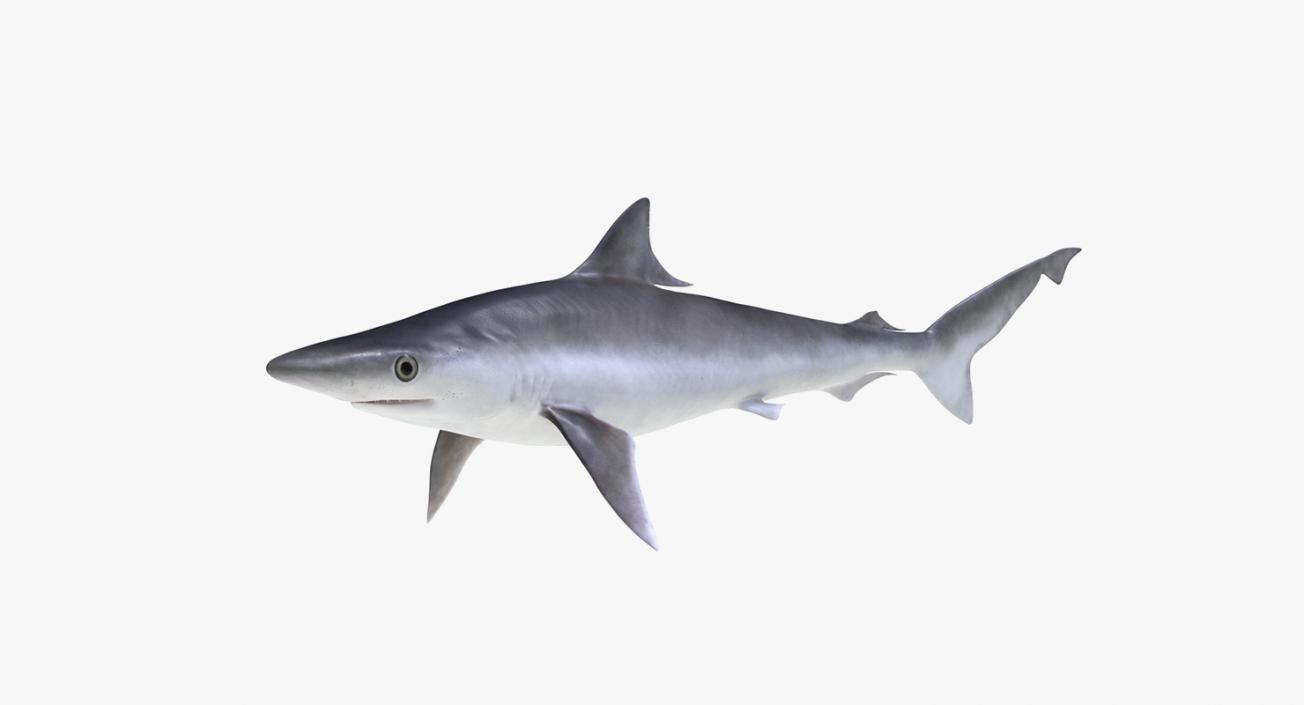 3D Rigged Sharks Big Collection model