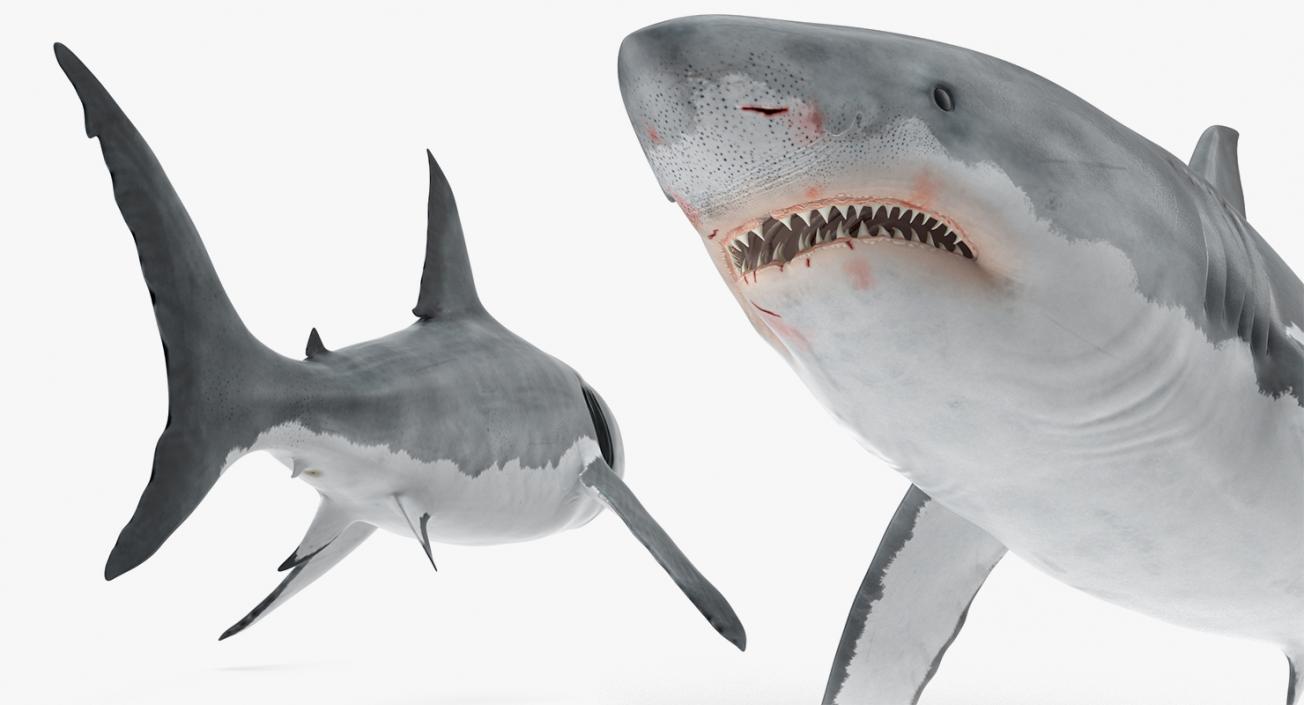 3D Rigged Sharks Big Collection model