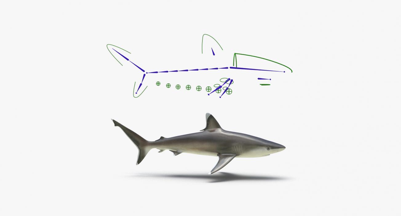 3D Rigged Sharks Big Collection model