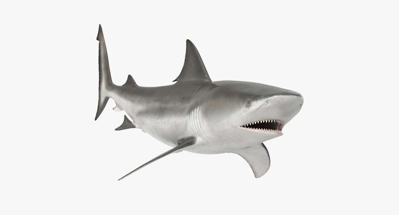 3D Rigged Sharks Big Collection model