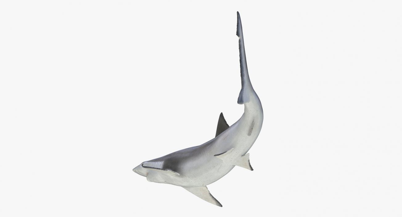 3D Rigged Sharks Big Collection model