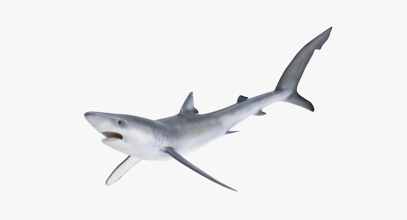 3D Rigged Sharks Big Collection model