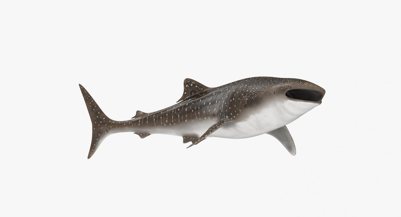 3D Rigged Sharks Big Collection model