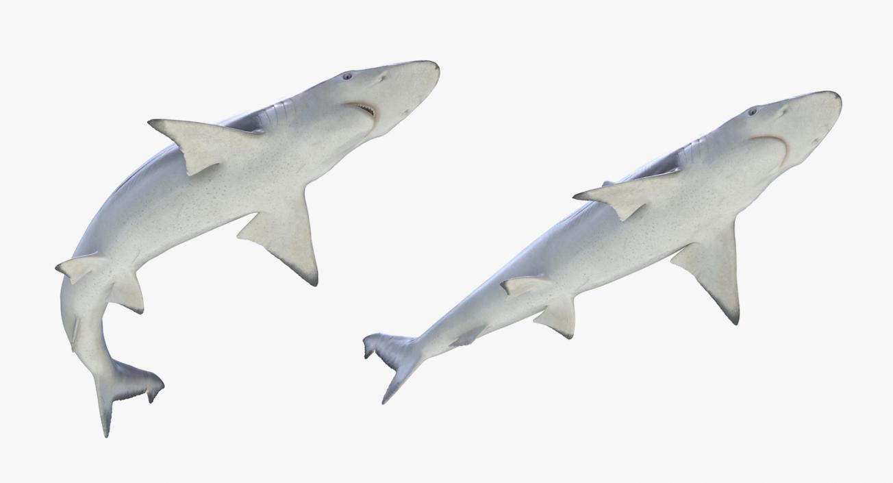 3D Rigged Sharks Big Collection model