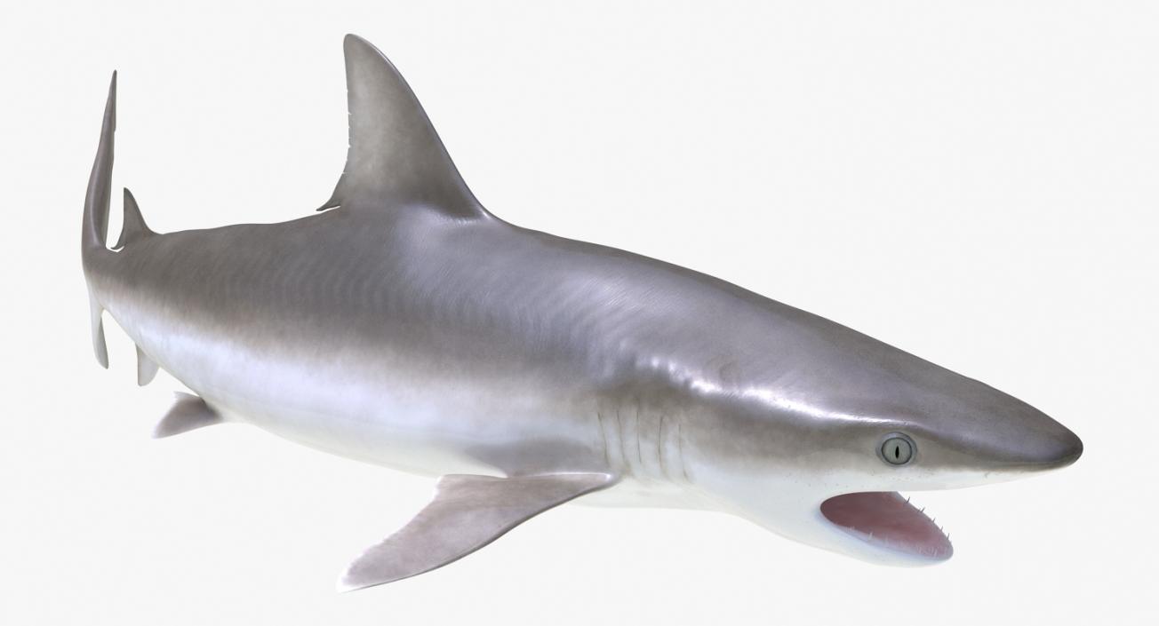 3D Rigged Sharks Big Collection model