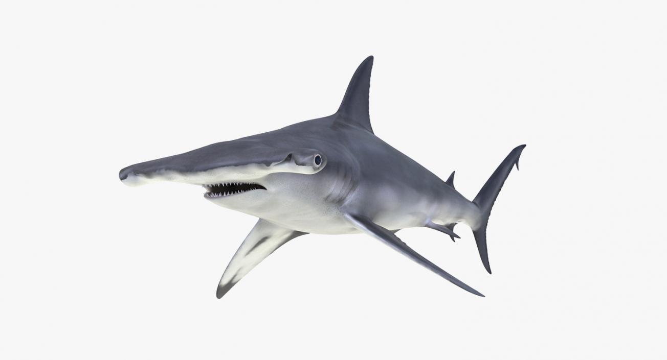 3D Rigged Sharks Big Collection model