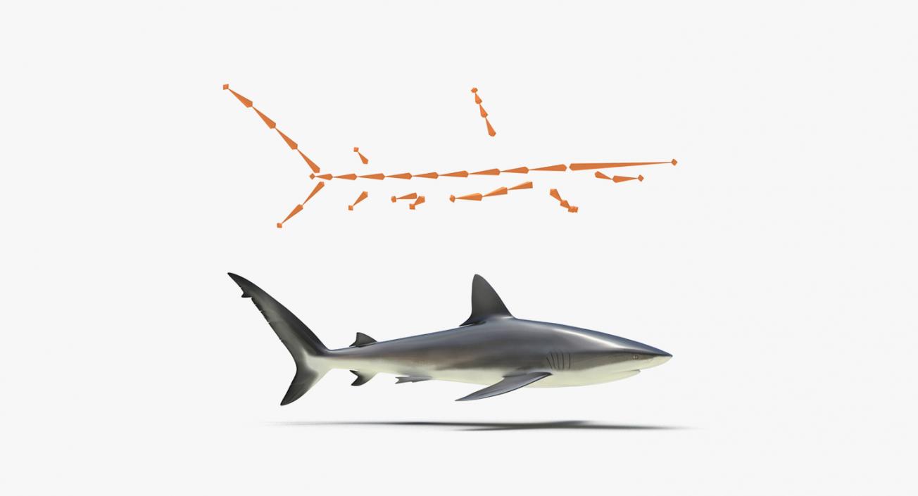 3D Rigged Sharks Big Collection model