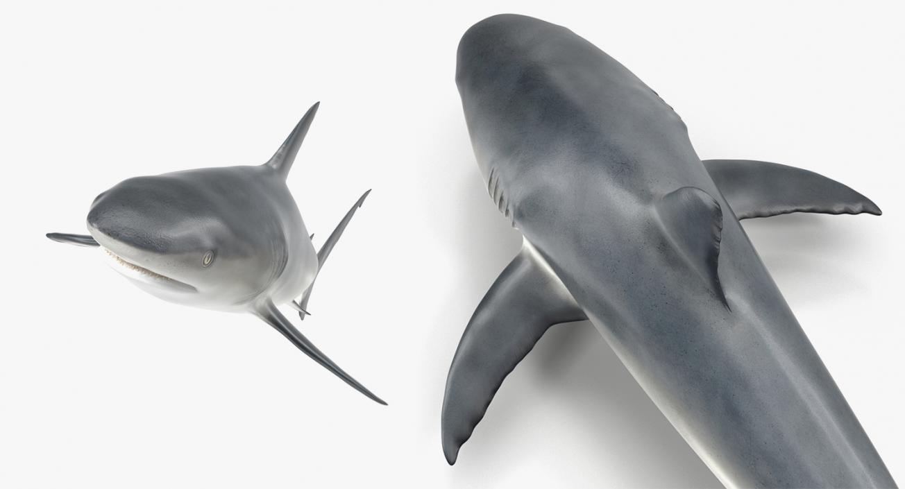 3D Rigged Sharks Big Collection model