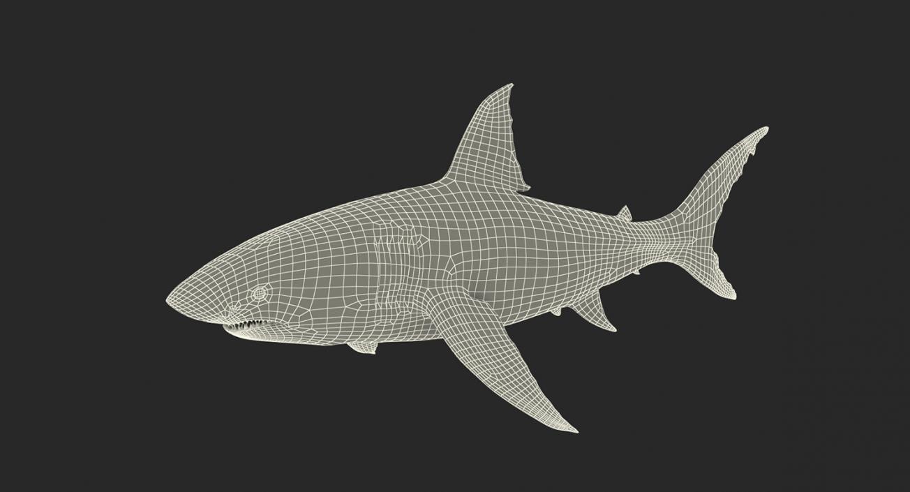 3D Rigged Sharks Big Collection model