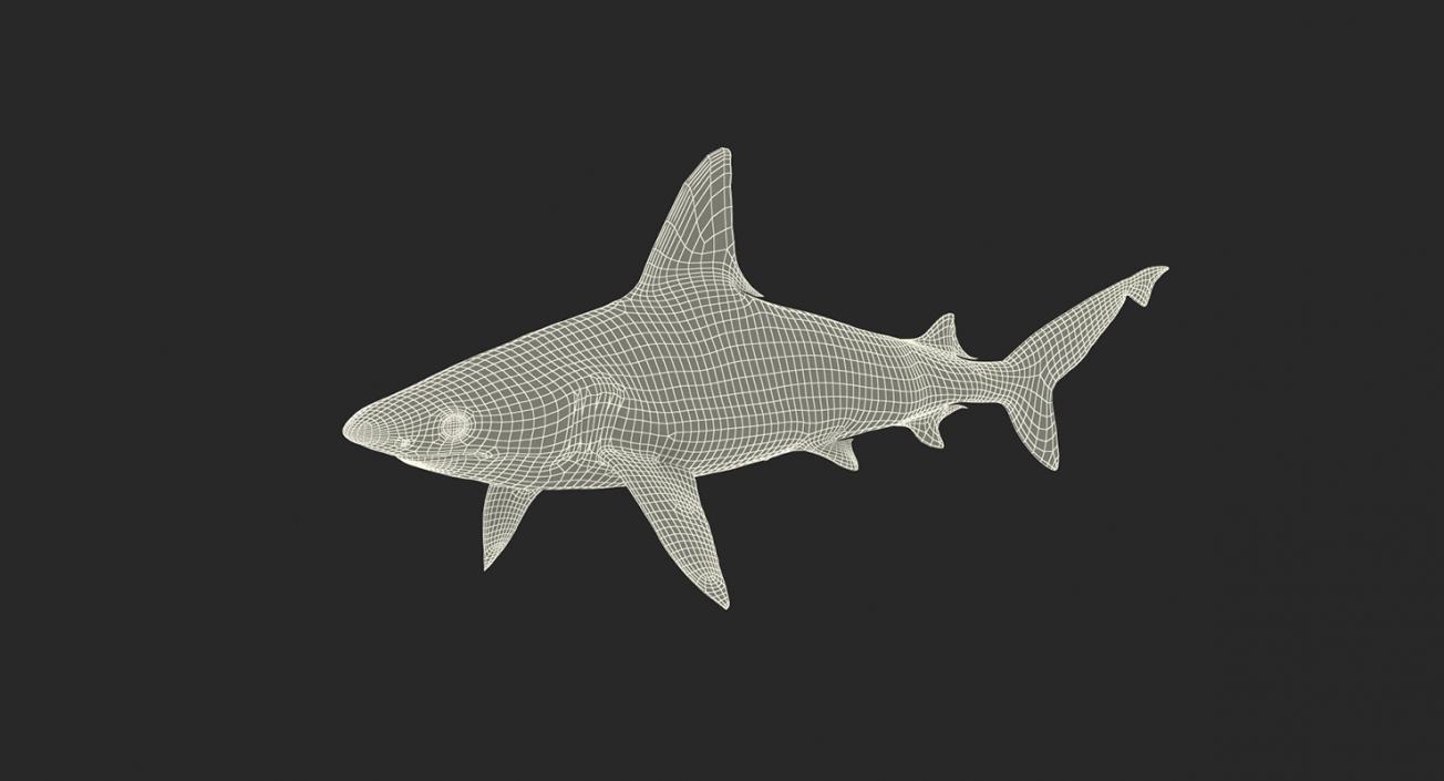 3D Rigged Sharks Big Collection model