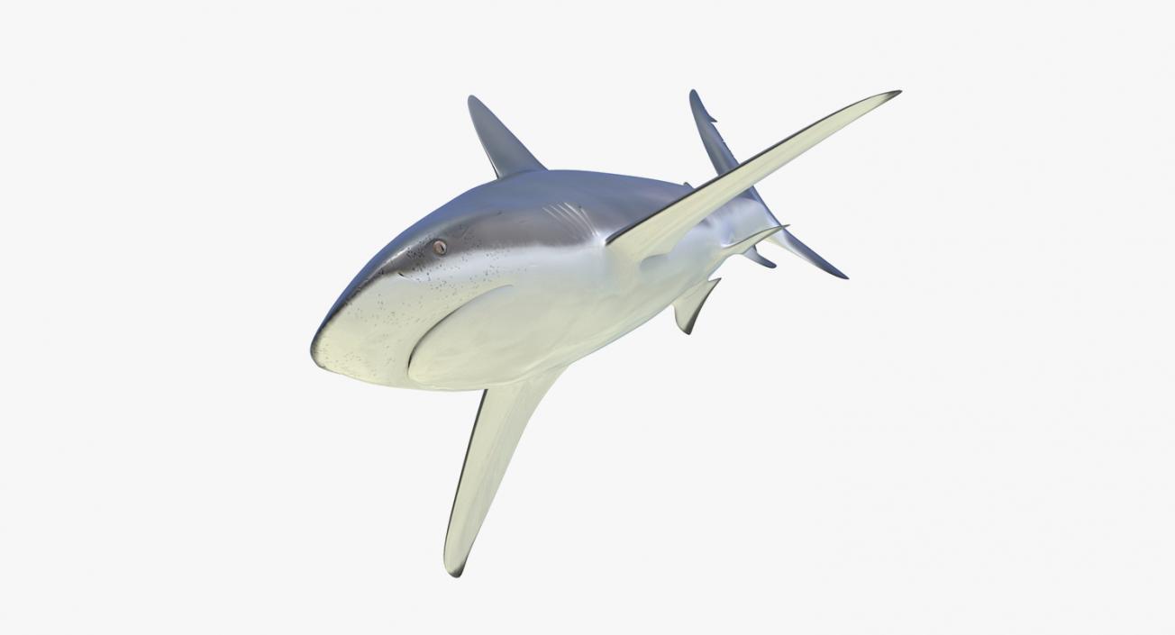 3D Rigged Sharks Big Collection model