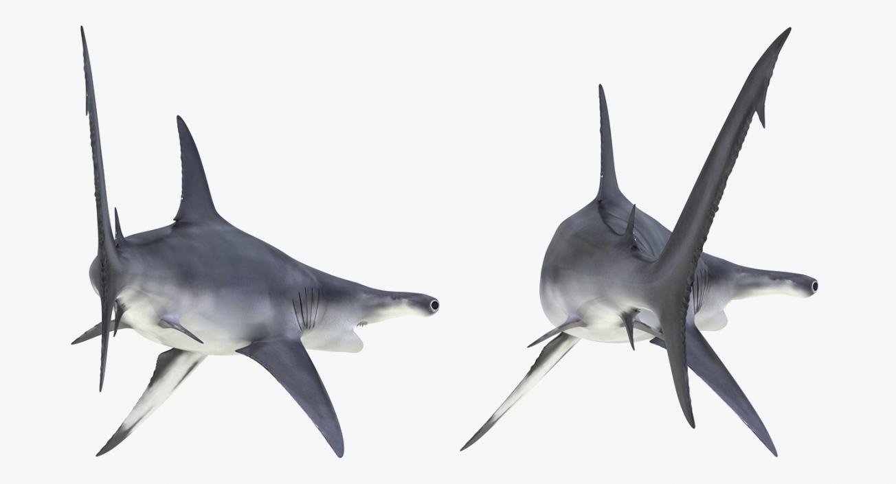 3D Rigged Sharks Big Collection model