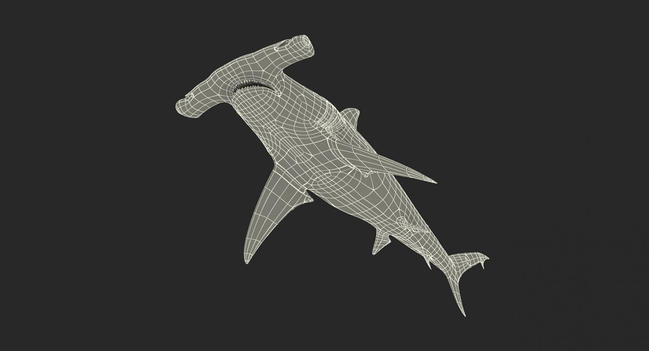 3D Rigged Sharks Big Collection model