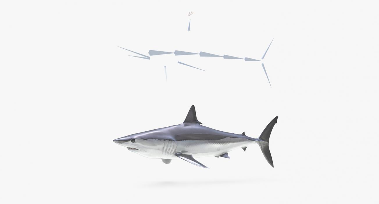 3D Rigged Sharks Big Collection model