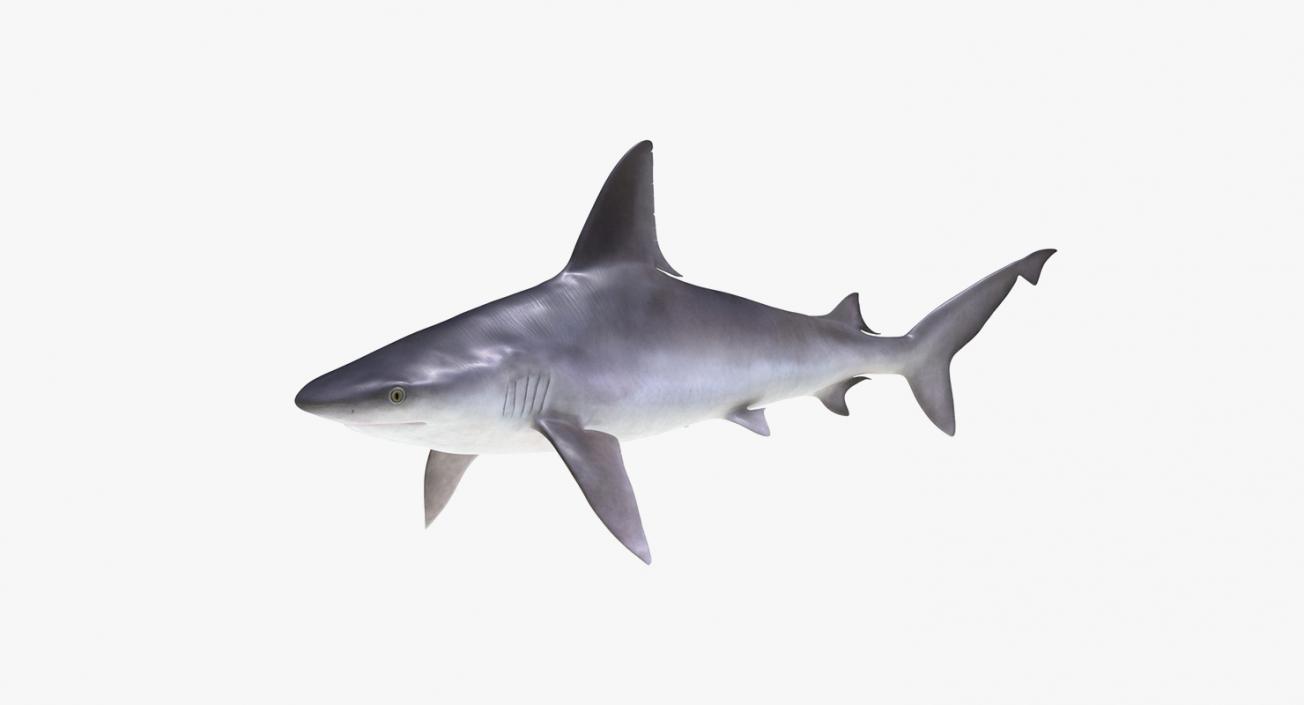 3D Rigged Sharks Big Collection model