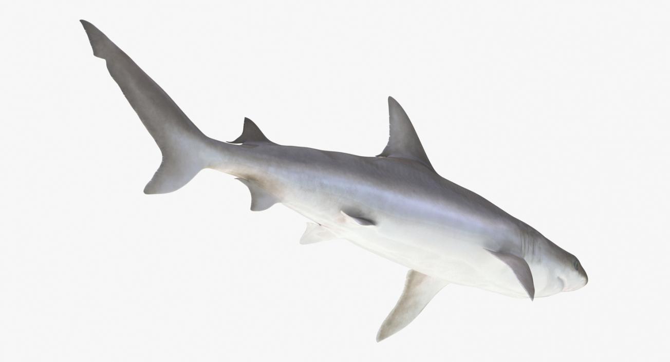 3D Rigged Sharks Big Collection model