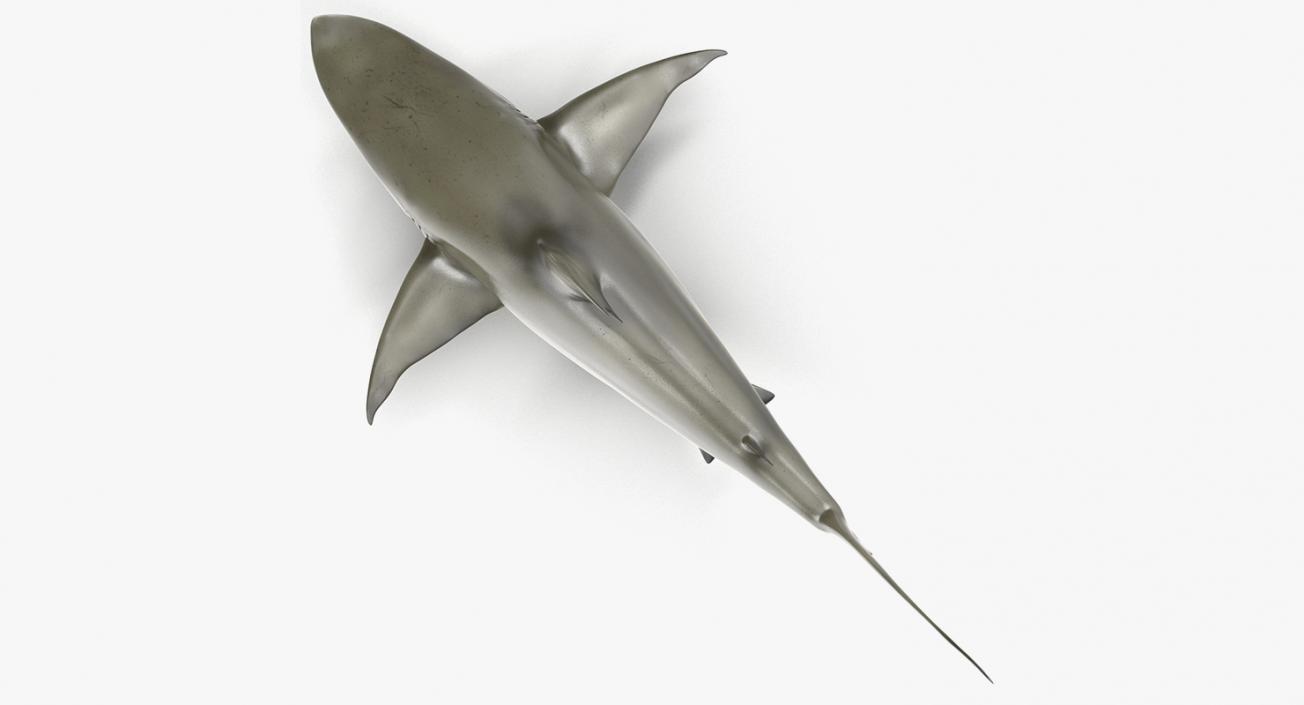 3D Rigged Sharks Big Collection model