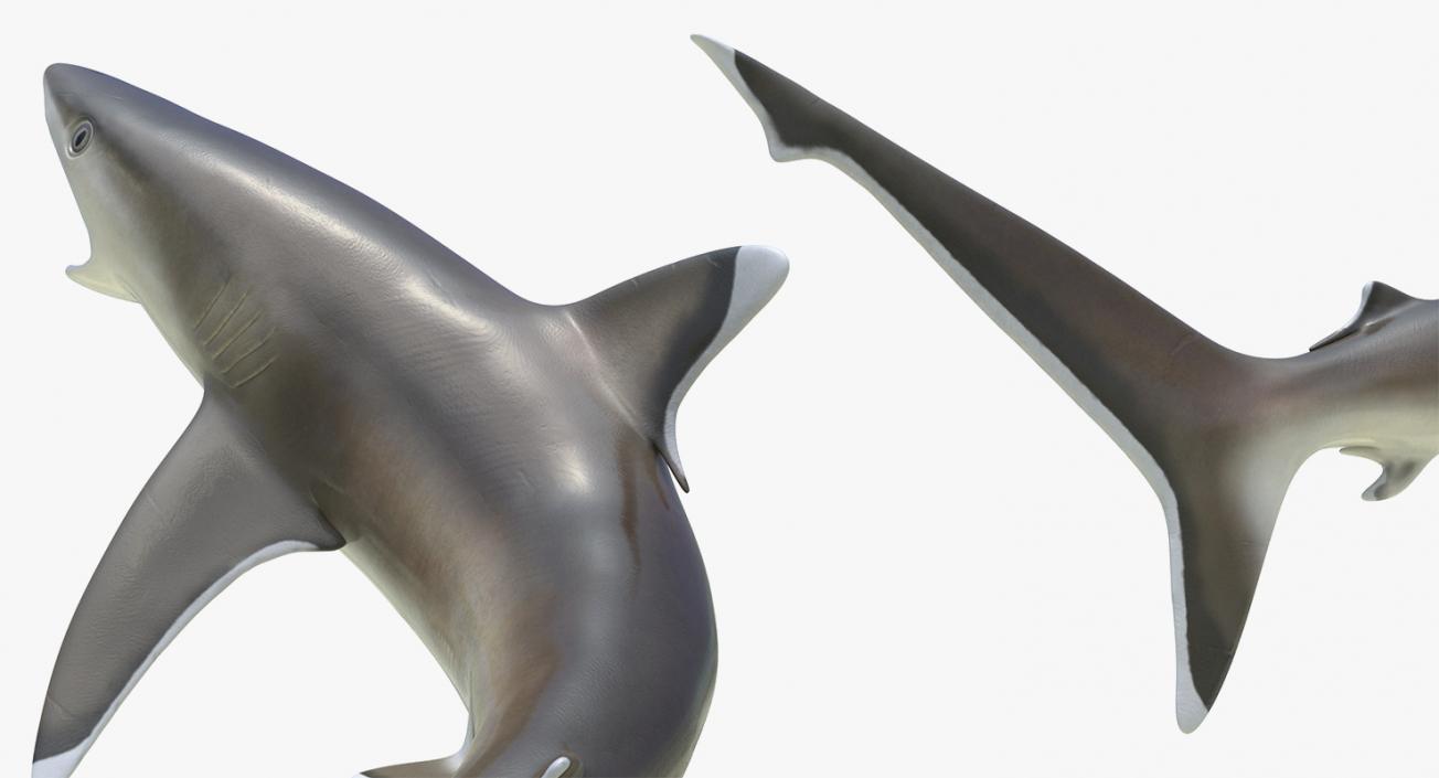 3D Rigged Sharks Big Collection model