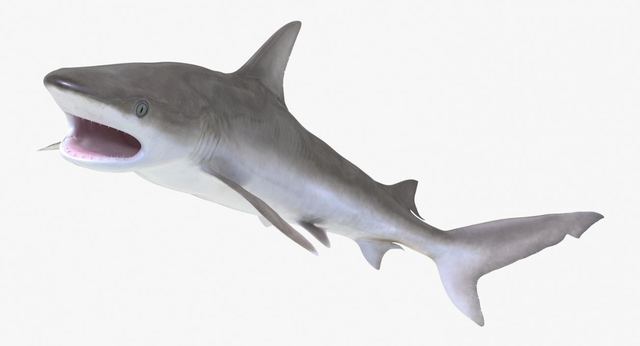 3D Rigged Sharks Big Collection model