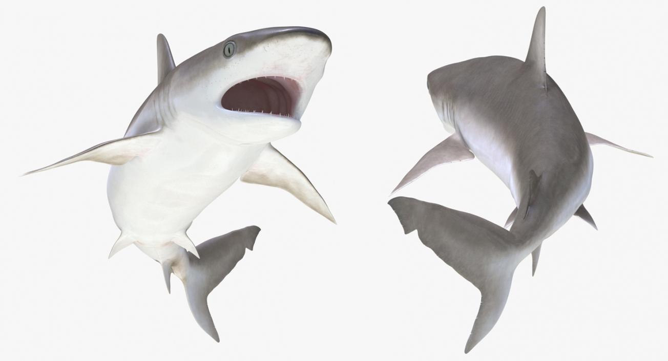 3D Rigged Sharks Big Collection model