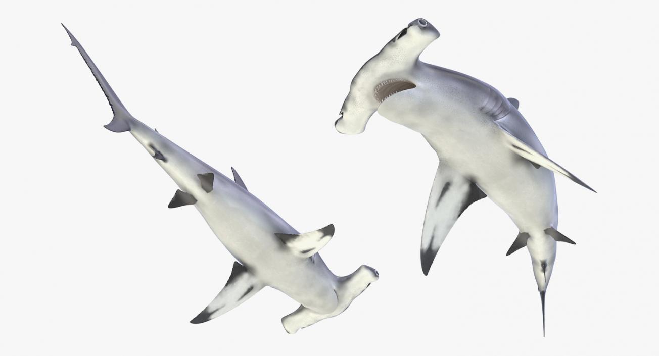 3D Rigged Sharks Big Collection model