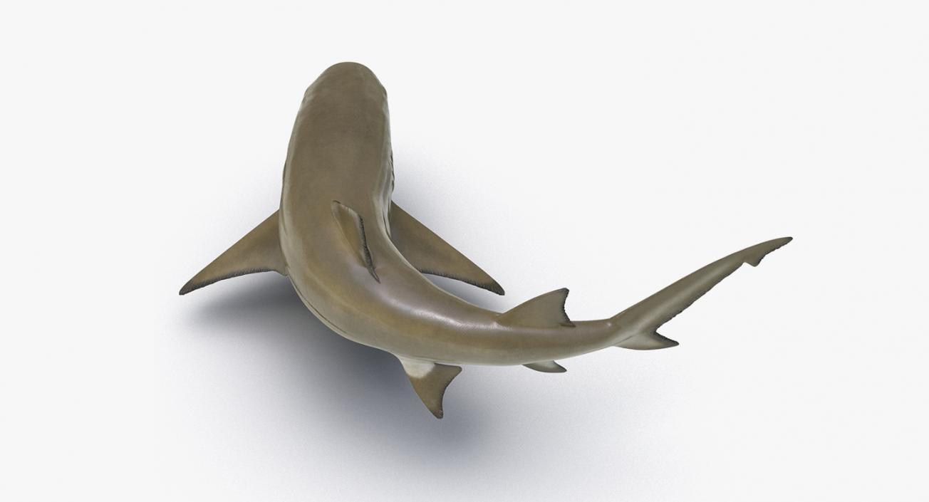 3D Rigged Sharks Big Collection model